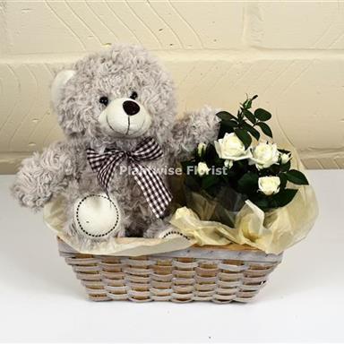 Baby Gift Hamper with Teddy Bear and Rose Plant