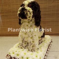 Springer Spaniel Dog Made In Flowers for a Funeral