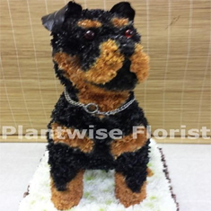 Rottweiller Dog Wreath Made In Flowers For a Funeral