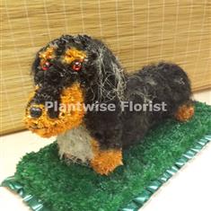 Long Haired Dapple Dachshund Dog Made In Flowers For A Funeral