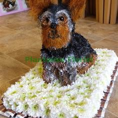 A Clipped Yorkshire Terrier Dog Wreath Made In Flowers
