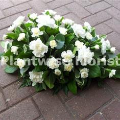 Carnation Spray in White