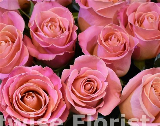 27 Roses Valentine's Deluxe Pink Roses In Vase Plantwise Florist Canvey