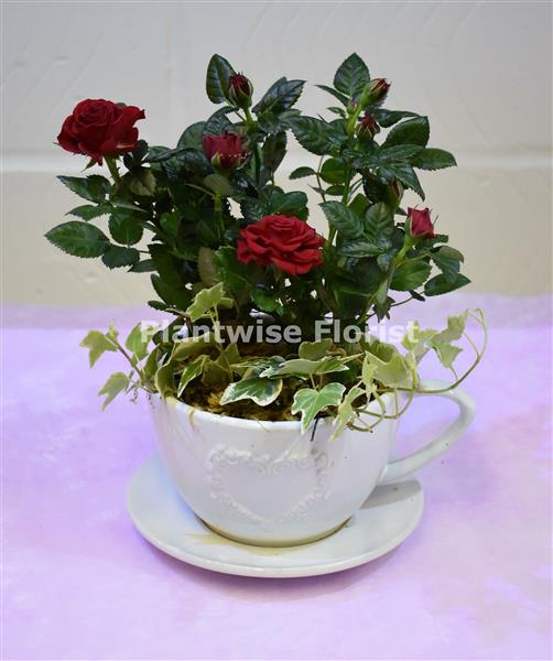 Rose Plant In Teacup & Saucer Plantwise Florist Canvey Island